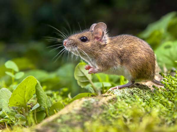 Wild-Wood-mouse-resting-on-the-root-of-a-tree-on-the-forest-floor-with-lush-green-vegetation Wild Wood mouse resting on the root of a tree on the forest floor with lush green vegetation.