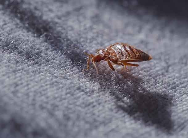 bedbug bedbug